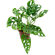 PLANTA-MONSTERA-OBLIQUA-ADANSONII-P06
