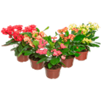 FLOR-EUPHORBIA-MILLI-MILLIANA-P11