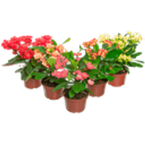 FLOR-EUPHORBIA-MILLI-MILLIANA-P11