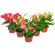 FLOR-EUPHORBIA-MILLI-MILLIANA-P11