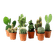 PLANTA-CACTUS-MINI-P06